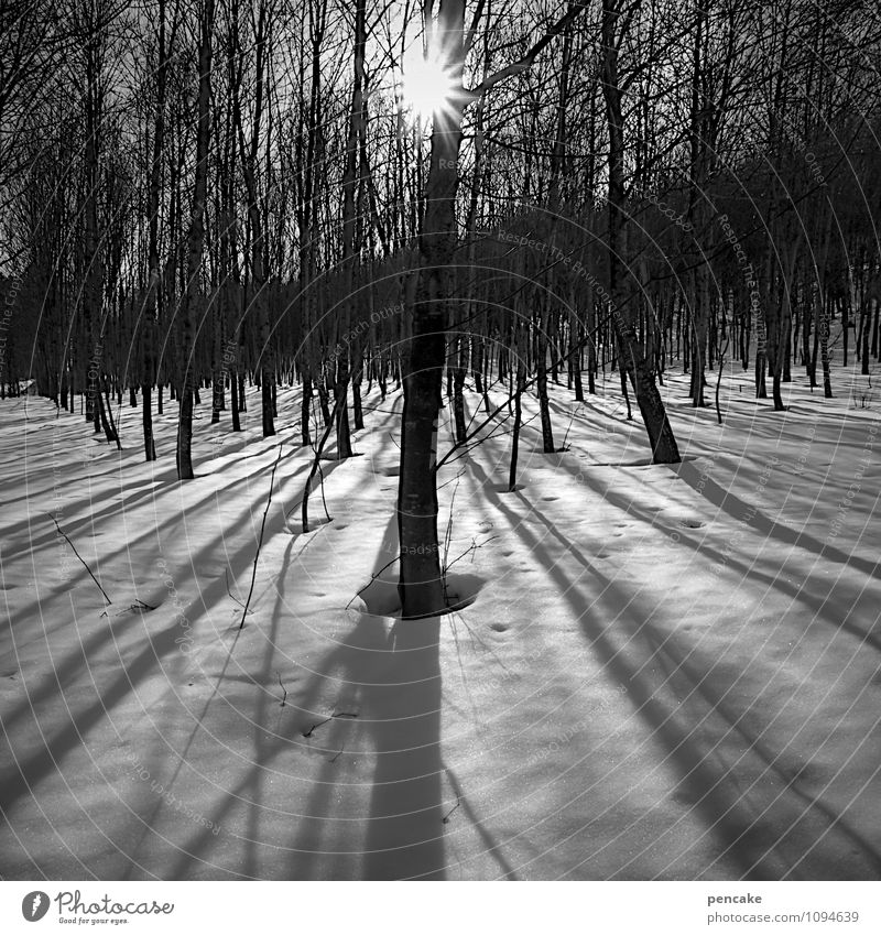 stillgestanden Natur Landschaft Urelemente Winter Schönes Wetter Eis Frost Schnee Wald ästhetisch Partnerschaft Einsamkeit Idylle Schattenspiel ruhig stehen