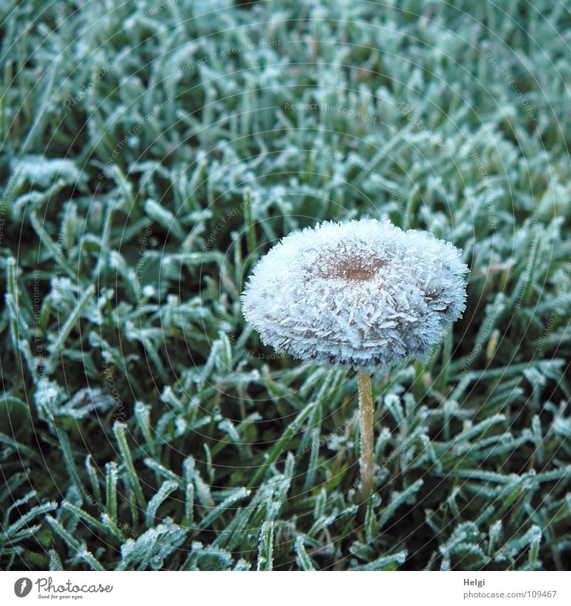 schockgefrostet.... Herbst Winter gefroren Raureif Eiskristall Baseballmütze Stengel Wiese Gras vertikal stehen kalt frieren schimmern Morgen grün braun weiß