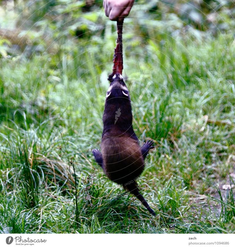 hängen lassen Fleisch Essen Arme Hand Pflanze Gras Wiese Feld Tier Wildtier Fell Marder Iltis Nagetiere Fressen füttern Spielen niedlich grün Völlerei gefräßig