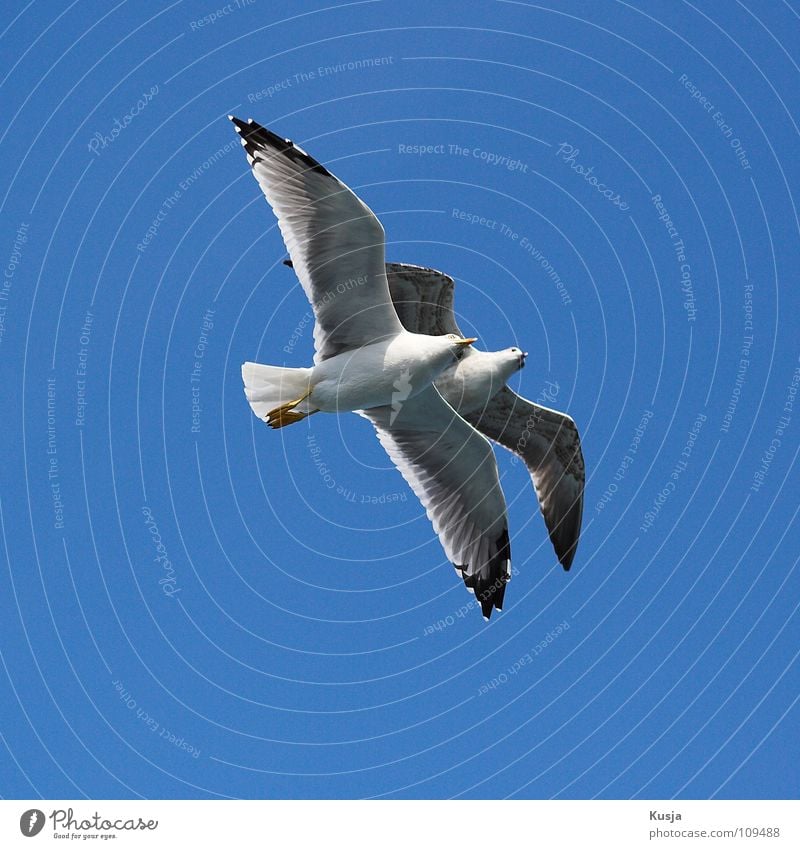 Pärchen Vogel Möwe Zusammensein Verbundenheit Schweben weiß fliegen Himmel blau Tierpaar paarweise 2 Freisteller Froschperspektive Vor hellem Hintergrund