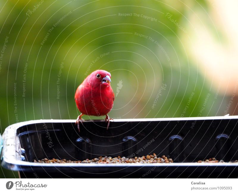 Plapperfink Erholung Natur Tier Sommer Vogel 1 festhalten hocken lachen warten Gesundheit klein Neugier niedlich grün rot schwarz ruhig ästhetisch Erwartung