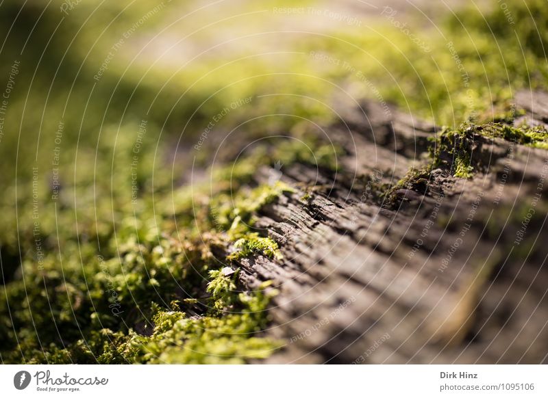 Rinden-Moos Umwelt Natur Pflanze Baum Wildpflanze Wald Holz Beginn Wachstum Wandel & Veränderung zartes Grün Lebensraum Baumrinde Flechten beleben biologisch