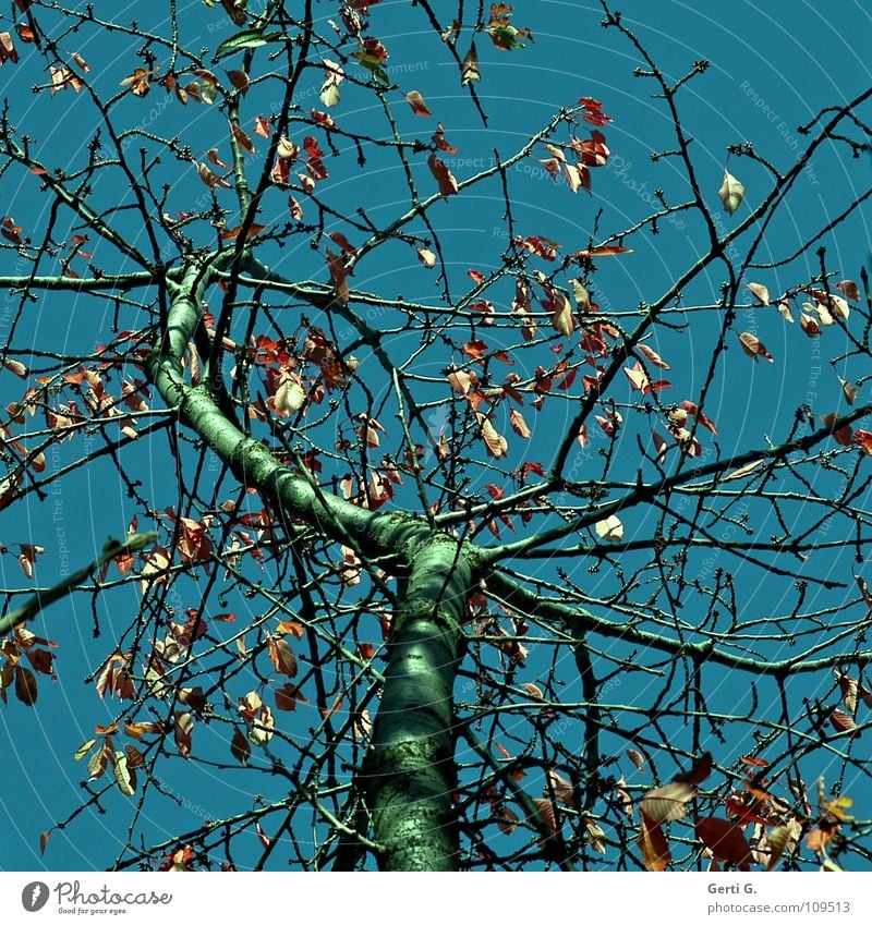 TraumBaum Herbst Blatt Herbstlaub himmelblau Laubbaum Physik mehrfarbig grün alt morsch Vergänglichkeit Kirschbaum kirschbaumblätter herbstlich petrol Himmel