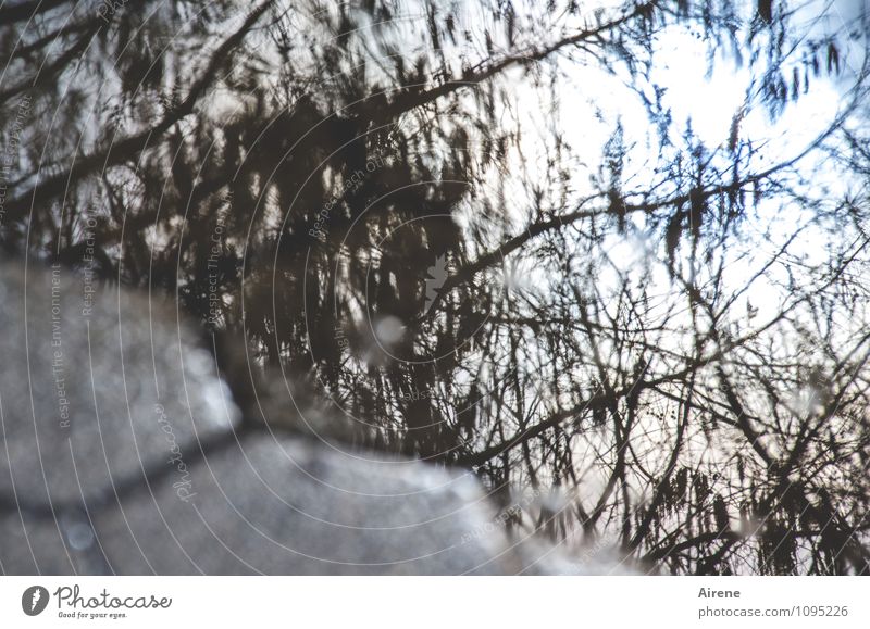 Widerschein Urelemente Wasser Sonne Baum Zweige u. Äste Sträucher Pfütze Straßenbelag Pflastersteine Stein dunkel nass trist blau grau Hoffnung Traurigkeit