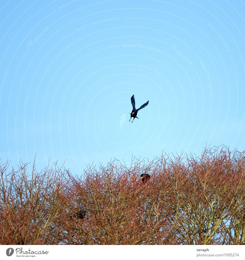 Landeanflug Tier Vogel Flügel Feder Rabenvögel Krähe Natur Baum Ast Zweig aussruhen fliegen Umweltschutz Baumkrone Wald Nestbau Gebäude Frühling Ornithologie