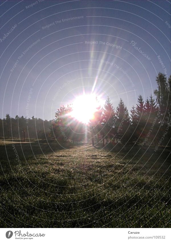 Morgensonne Sonne Licht aufstehen blenden Strahlung Sonnenstrahlen Gras Wald Baum hell Himmelskörper & Weltall Langeweile Sun Siegwinden Seil