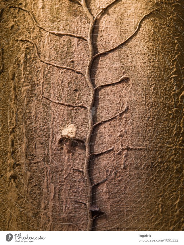 Baumbewuchs Natur Pflanze Efeu Blatt Kletterpflanzen Blattadern dehydrieren Wachstum natürlich trocken braun grau grün Stimmung trösten geduldig authentisch