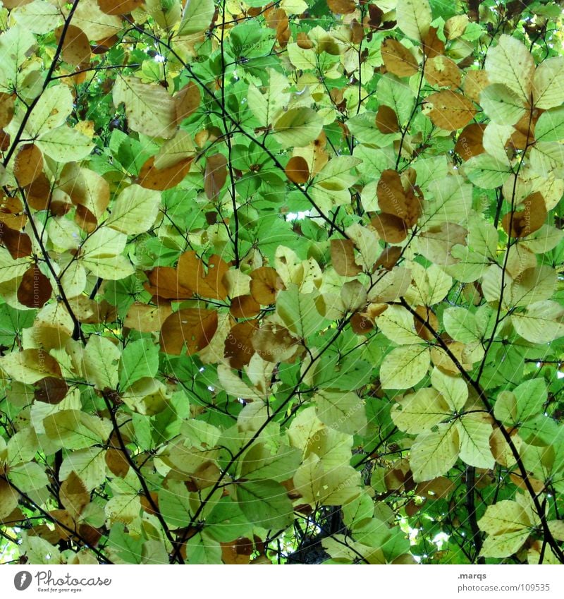 Undurchschaubar Blatt grün hellgrün Wald geschlossen Wachstum saftig Kraft Baum Photosynthese Pflanze Botanik Herbst Unterholz Holzmehl Natur Vergänglichkeit