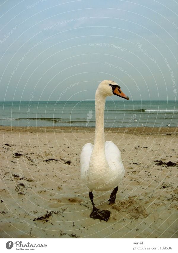 getting 2 close Schwan Strand Wellen Brandung Schnabel Vogel gefährlich Defensive schlechtes Wetter Blick Küste Sand nah bedrohlich Wasser Feder Außenaufnahme