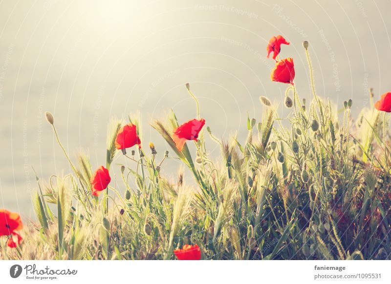 coquelicot Umwelt Natur Sonne Sonnenaufgang Sonnenuntergang Sonnenlicht Frühling Schönes Wetter Blüte Wiese Feld Hügel Küste schön Mohnblüte Blumenwiese