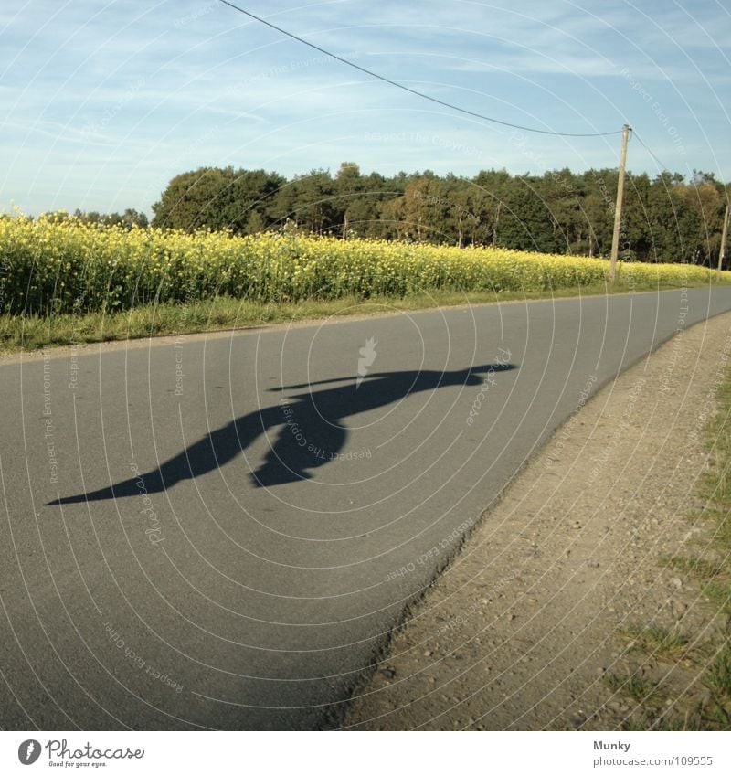 Schattenspiel Spielen Baum Wald Elektrizität Strommast Raps Asphalt Teer Kieselsteine Stein grün gelb grau schwarz braun springen Hand Ferne diagonal flach