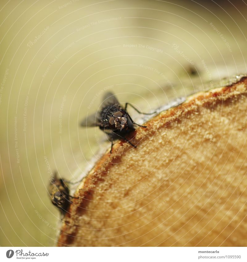 facetten Umwelt Natur Baum Baumrinde Tier Wildtier Fliege Tiergesicht Flügel Auge 2 Holz Aggression authentisch Ekel hässlich klein nah natürlich weich braun