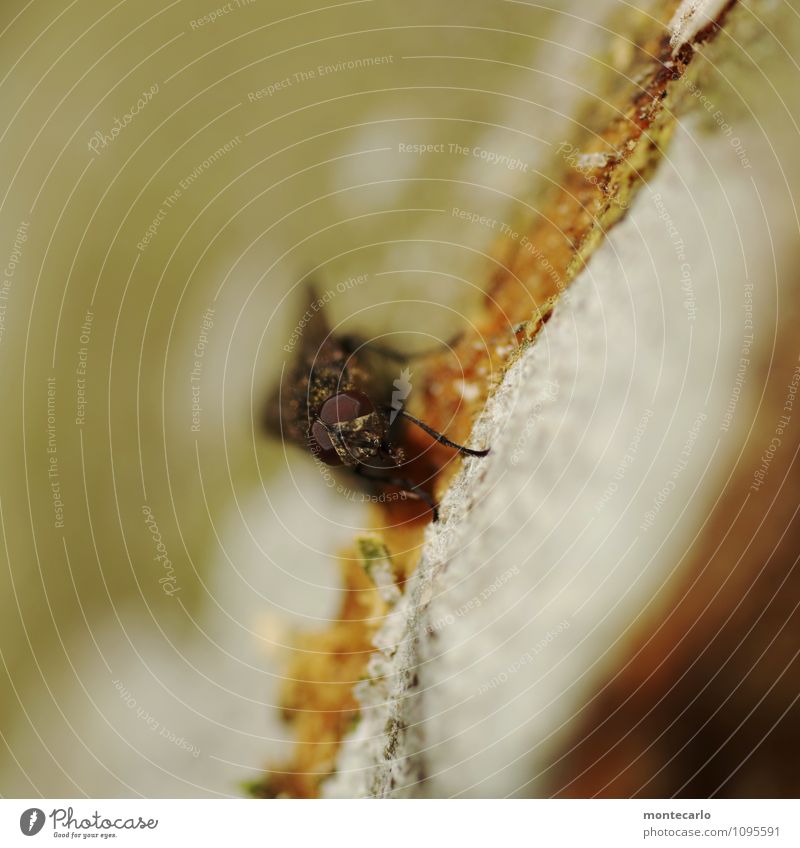 ich seh dich Umwelt Natur Baumrinde Tier Wildtier Fliege 1 Facettenauge Aggression bedrohlich dünn authentisch hässlich klein nah natürlich braun grau Farbfoto