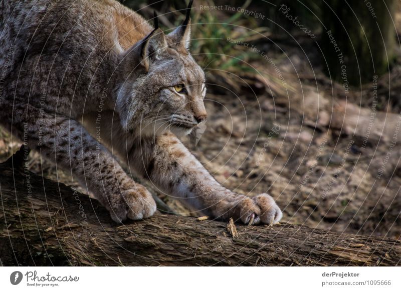 Das Opfer im Blick Abenteuer Safari Expedition Berge u. Gebirge Umwelt Natur Landschaft Pflanze Tier Frühling Schönes Wetter Wald Urwald Hügel Wildtier Katze