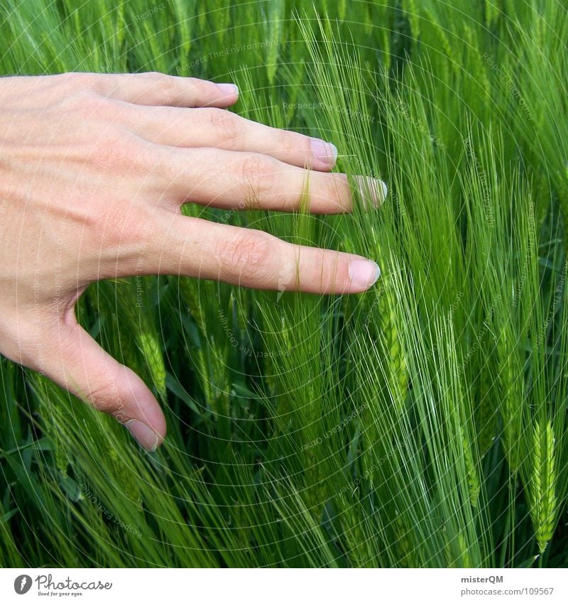 fondle the soul Feld grün Ferne Einsamkeit ruhig Spuren dunkel Vordergrund Hintergrundbild Zutaten unreif Deutschland Gesundheit Heimat Gelassenheit