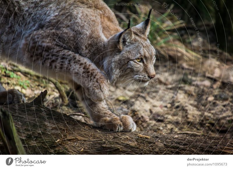 Der alte Luchs ist wieder unterwegs Ferien & Urlaub & Reisen Safari Expedition Berge u. Gebirge Umwelt Natur Landschaft Pflanze Tier Schönes Wetter Wald Urwald