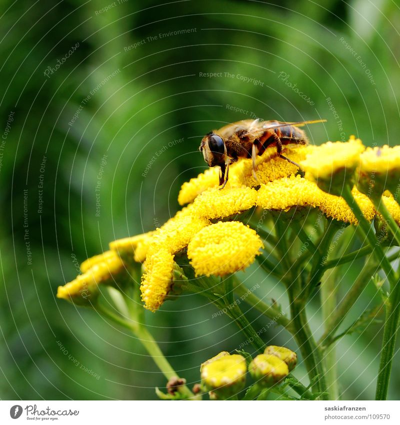 Naschen. grün gelb Blume Blüte Pollen Pflanze Sommer Tier Insekt stechen Staubfäden bestäuben mehrfarbig Bestäubung Nektar fliegen sammlen