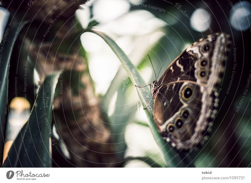 Butterfly Natur Landschaft Pflanze Schönes Wetter Blatt Tier Schmetterling Flügel 1 sitzen ästhetisch elegant hell nah schön bananenfalter Farbfoto