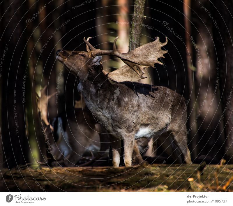 Brunftzeit im Frühling Jagd Ferien & Urlaub & Reisen Safari Expedition wandern Umwelt Natur Landschaft Pflanze Tier Schönes Wetter Wald Urwald Wildtier