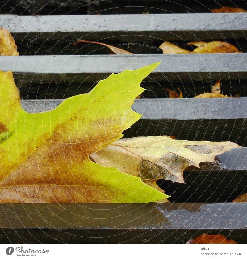 FRISCH GERÖSTET Blatt Ahorn kalt braun Herbst Januar Februar Dezember November Ferne Fahrweg schmelzen gelb Winter nußbraun Stengel Eischnee Blütenstiel