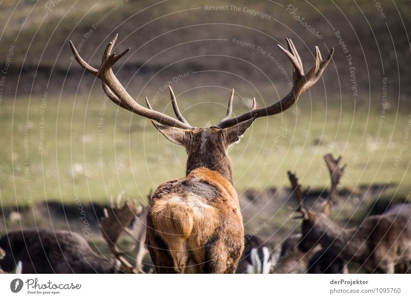 Unter Beobachtung Ferien & Urlaub & Reisen Ausflug Ferne Freiheit Expedition Umwelt Natur Landschaft Pflanze Tier Frühling Schönes Wetter Wiese Wald Wildtier