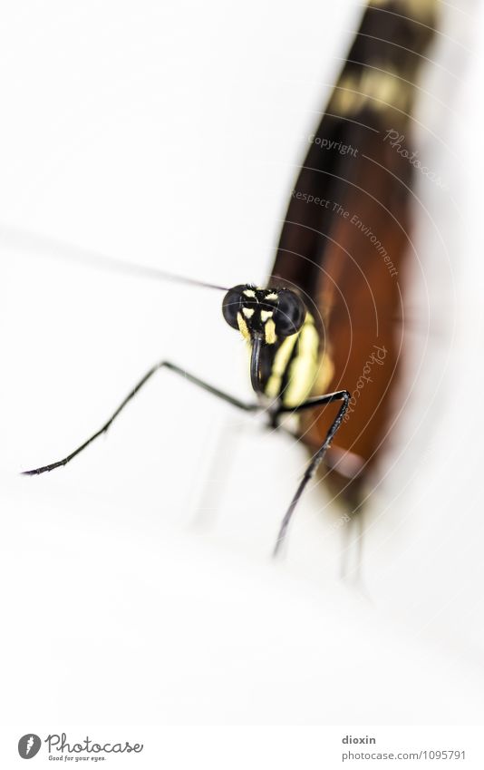 Who Are You? Tier Schmetterling Tiergesicht Flügel Facettenauge Fühler 1 sitzen exotisch gruselig klein natürlich Leichtigkeit Natur filigran leicht Farbfoto