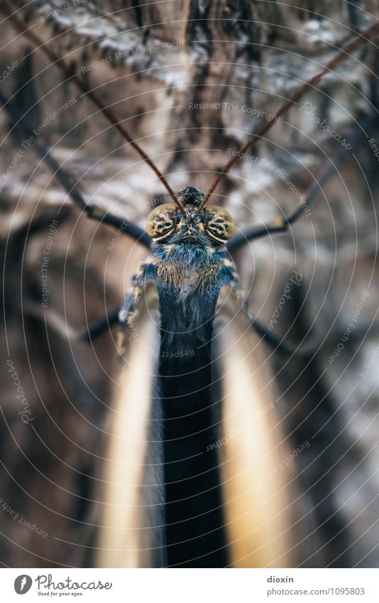 Goldeneye Baum Baumrinde Tier Wildtier Schmetterling Flügel Facettenauge Fühler Insekt 1 sitzen klein Natur Farbfoto Nahaufnahme Detailaufnahme Makroaufnahme