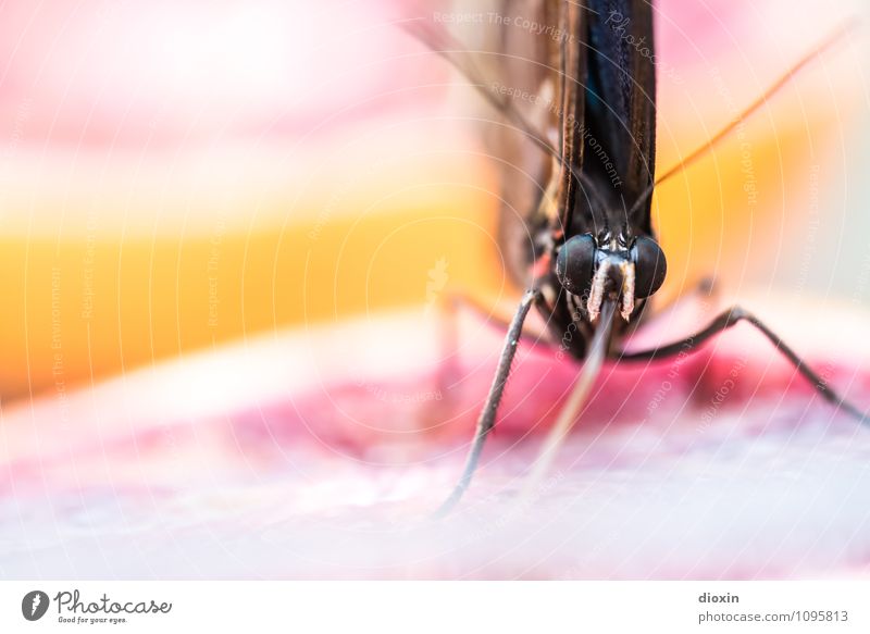 gesunde Vitamine naschen [1] Frucht Orange Tier Wildtier Schmetterling Tiergesicht Flügel Fressen exotisch frisch klein lecker saftig Natur Farbfoto