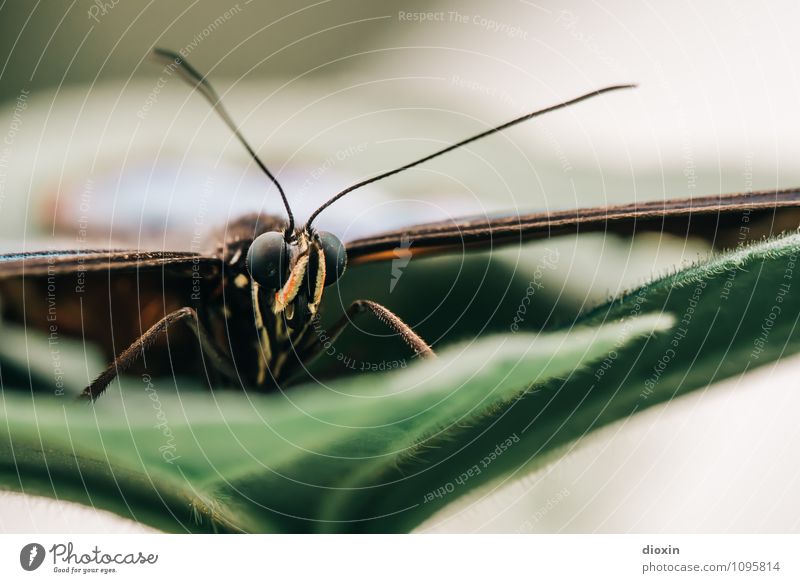 the eagle has landed Pflanze Blatt Tier Wildtier Schmetterling Flügel Facettenauge Fühler Insekt 1 sitzen exotisch klein Natur leicht filigran Farbfoto