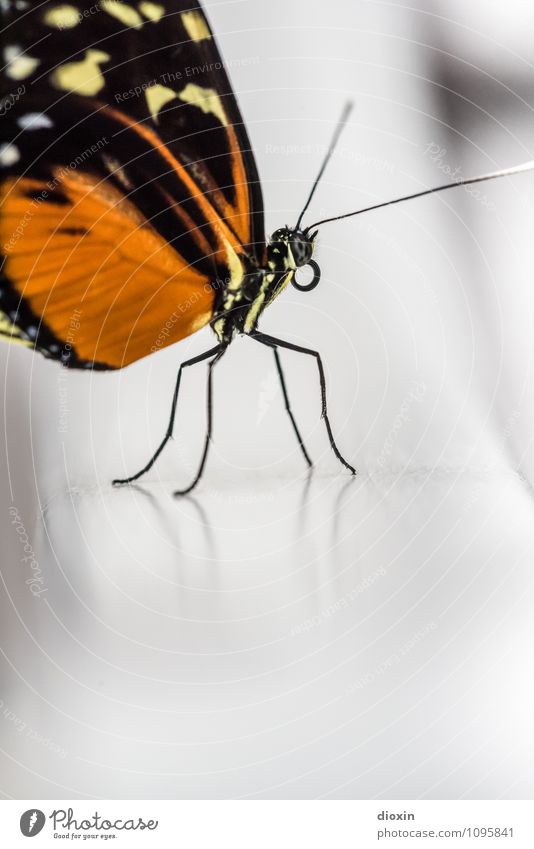 All The Small Things Tier Wildtier Schmetterling Flügel Facettenauge Fühler Rüssel 1 sitzen exotisch klein Natur leicht filigran Farbfoto Nahaufnahme