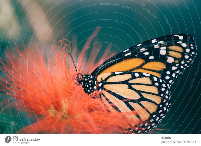 Butterfly´s breakfast [1] Pflanze Blüte exotisch Urwald Tier Wildtier Schmetterling Fressen klein Natur filigran Appetit & Hunger Nektar Farbfoto Nahaufnahme