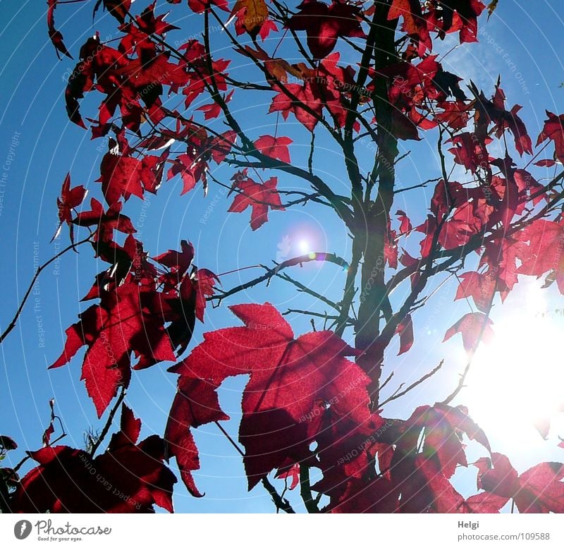 Ahornbaum mit roten Herbstblättern im Gegenlicht vor blauem Himmel Baum Blatt Ahornblatt strahlend Licht stehen vertikal Zusammensein nebeneinander aufeinander