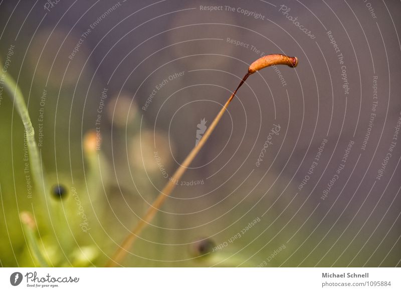 Zartes Natur Pflanze Gras Wildpflanze klein stark zart fein strecken Farbfoto Außenaufnahme Makroaufnahme Textfreiraum oben Textfreiraum unten