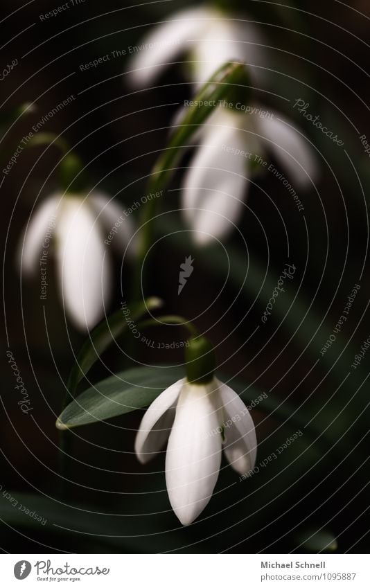 Winterfrühlingsübergangsblümchen Natur Pflanze Blume Blüte Schneeglöckchen schön natürlich niedlich weiß Frühlingsgefühle frühlingsbote Winterende Zeichen