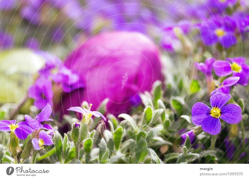 Ostergruß, ein Osterei im Blumenbeet Lebensmittel Ernährung Bioprodukte Ostern Natur Pflanze Frühling Blatt Blüte Grünpflanze Garten Blühend Freude Romantik Ei