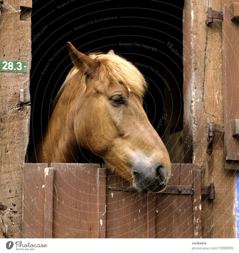 Pferdekopf, Stalltuere Tier Tür Haustier beobachten Stalltueren Scheune herausschauen Fachwerkfassade Fachwerkhaus Säugetier horse Horse's head stable horses