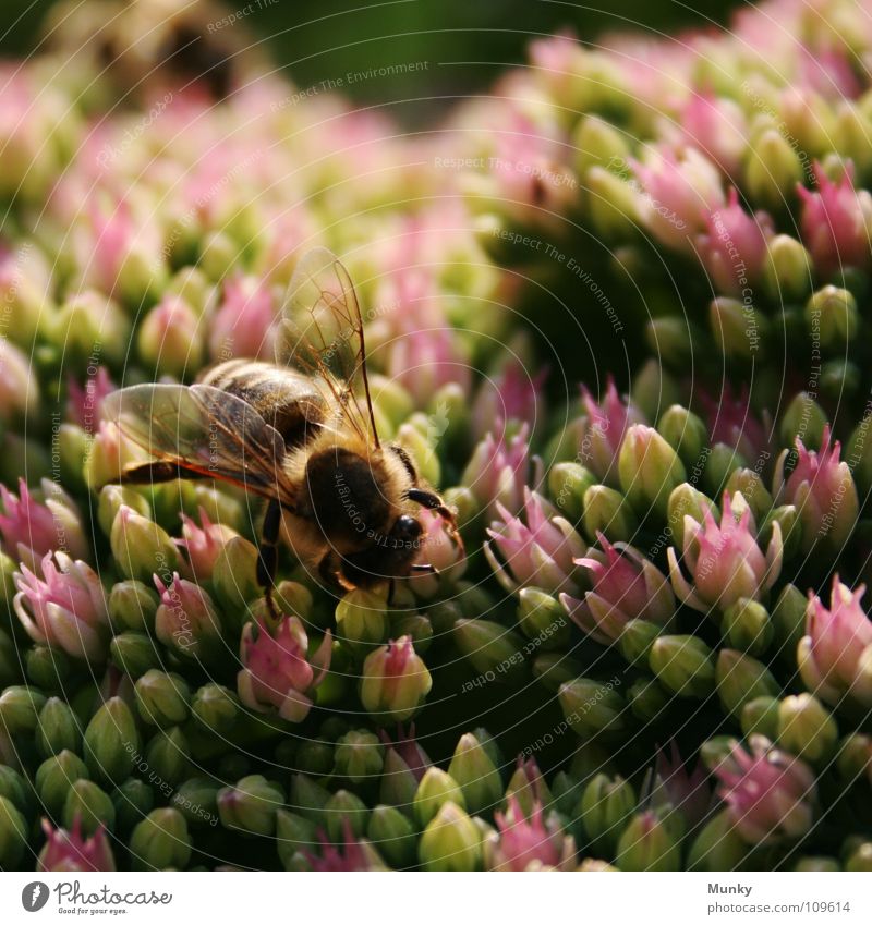 ..bei der Arbeit Wespen Insekt Blume Arbeit & Erwerbstätigkeit anstrengen Fühler rot grün braun Faser Blüte Makroaufnahme Nahaufnahme Munky Klettern Ernährung