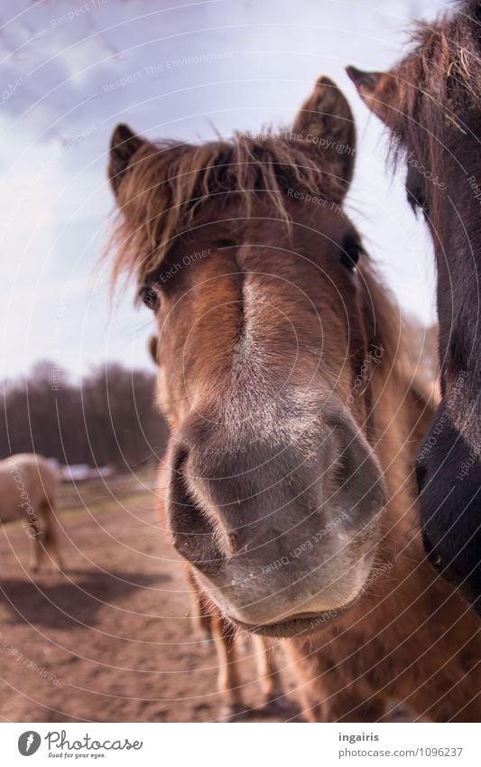 Du Nase ! Natur Himmel Tier Nutztier Pferd Tiergesicht Fell Weide Nüstern Maul Pferdekopf Island Ponys 2 Herde beobachten Blick frech Freundlichkeit lustig nah