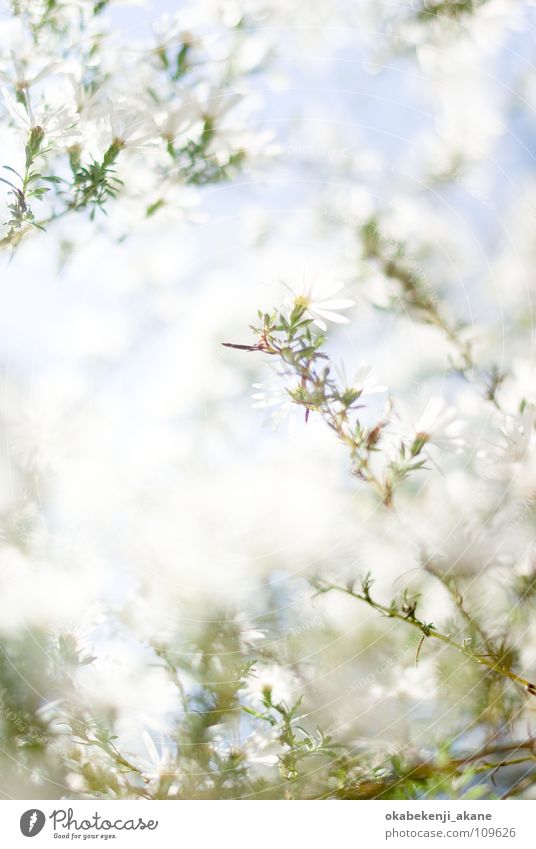 autumn snow Licht flower October white atmosphere morning light