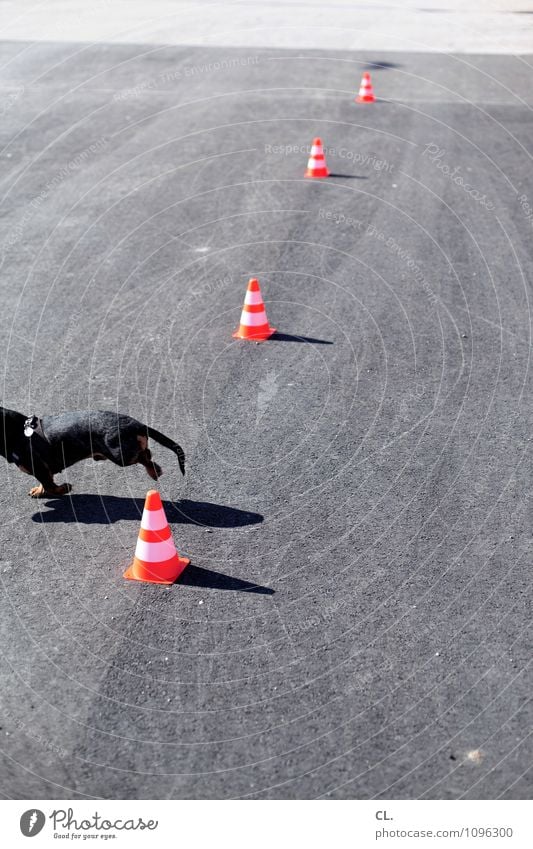 leistungsverweigerung Spielen Straße Wege & Pfade Tier Haustier Hund Dackel 1 Verkehrsleitkegel Slalom Bewegung laufen grau orange Beginn Perspektive Ziel