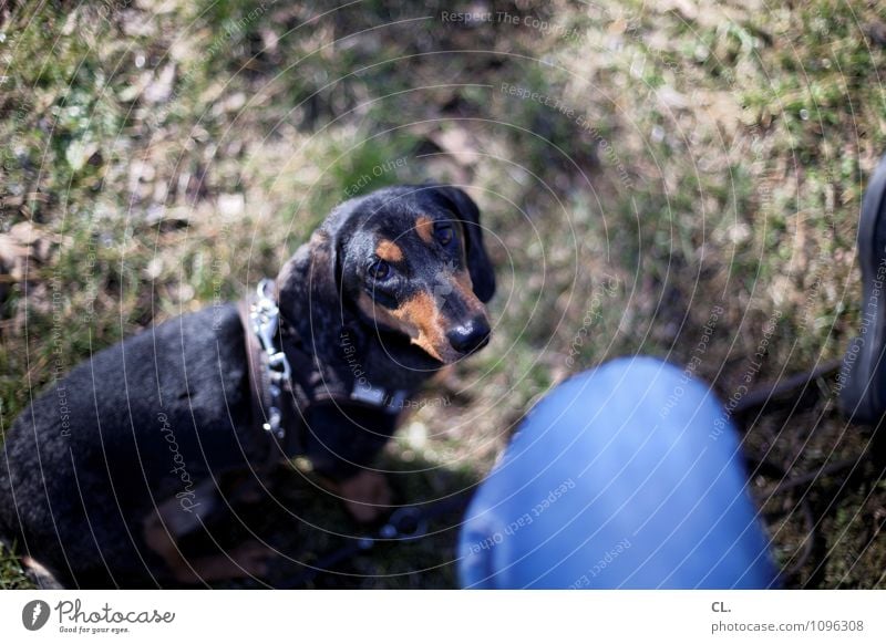 c+C Freizeit & Hobby Mensch 1 Schönes Wetter Gras Wiese Tier Hund Tiergesicht Fell Dackel beobachten sitzen warten niedlich Glück Zufriedenheit Lebensfreude