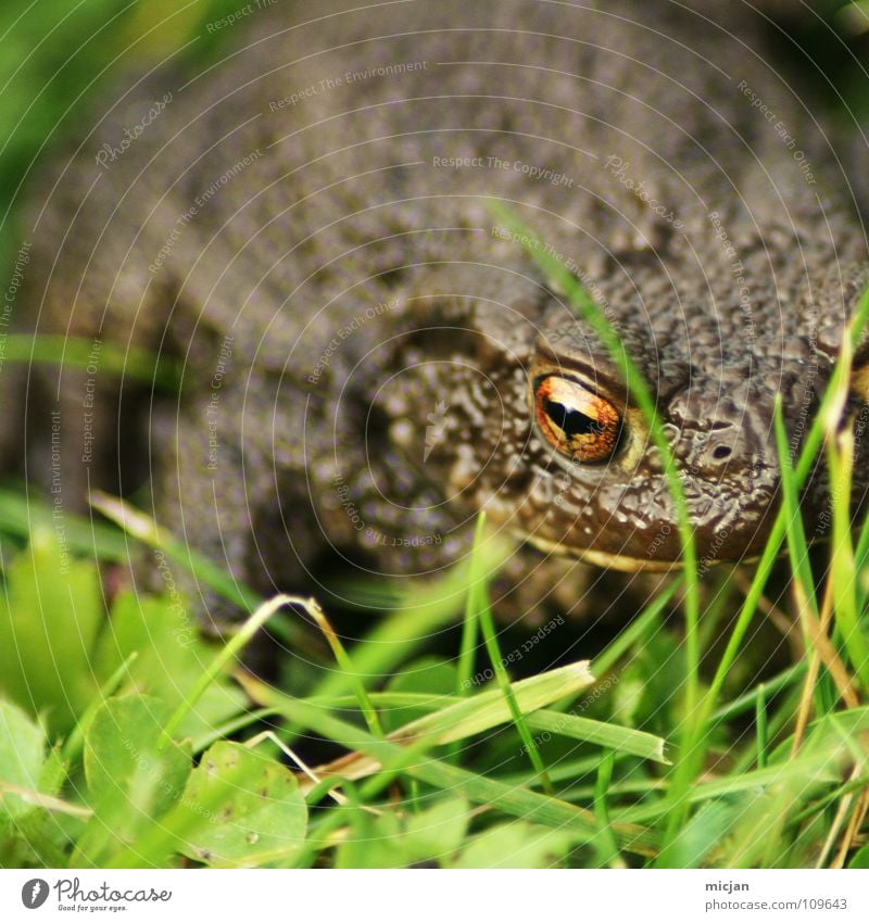 Porki Tier hüpfen Blick warten hocken Gras Wiese grün braun groß Kaulquappe Ekel gruselig Unschärfe Hintergrundbild Küssen Märchen Konzentration Frosch Kröte