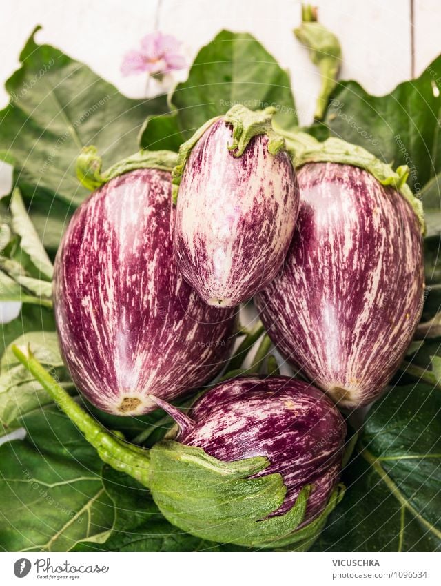 Gestreifte Auberginen auf grünen Blätter Lebensmittel Gemüse Ernährung Bioprodukte Vegetarische Ernährung Diät Stil Design Gesunde Ernährung Garten Natur Sommer