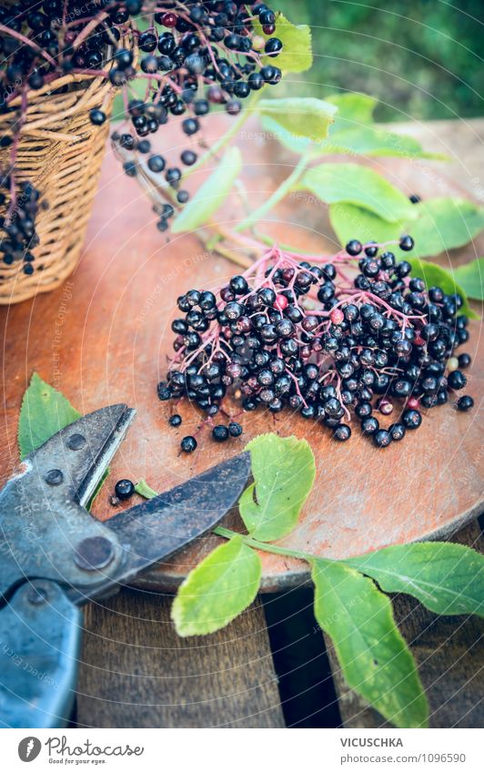 Holunderbeeren und alte Gartenschere Lebensmittel Frucht Ernährung Bioprodukte Vegetarische Ernährung Diät Lifestyle Stil Design Gesunde Ernährung Sommer Tisch