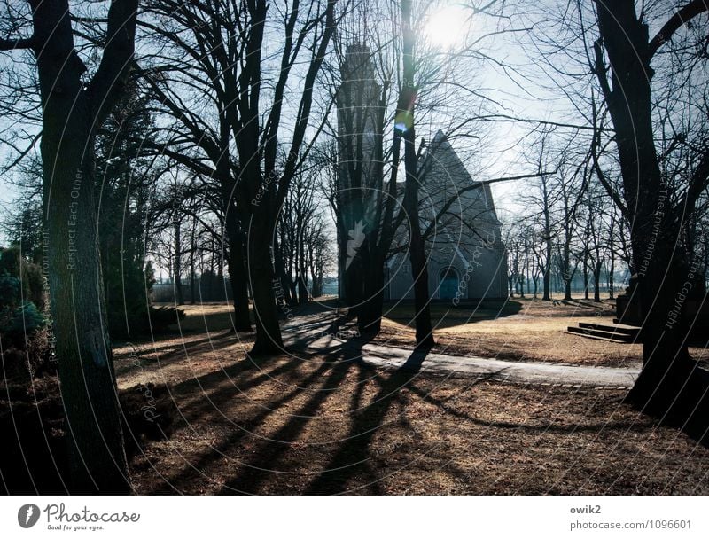 Stadtkirche Umwelt Natur Wolkenloser Himmel Winter Schönes Wetter Pflanze Baum Zweige u. Äste karg kahl Park Wiese Falkenberg Brandenburg Deutschland Kleinstadt