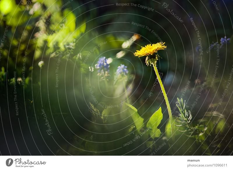 zahnlos Natur Sonnenlicht Frühling Pflanze Blume Wildpflanze Löwenzahn leuchten natürlich gelb grün Frühlingsgefühle Farbfoto Außenaufnahme Menschenleer