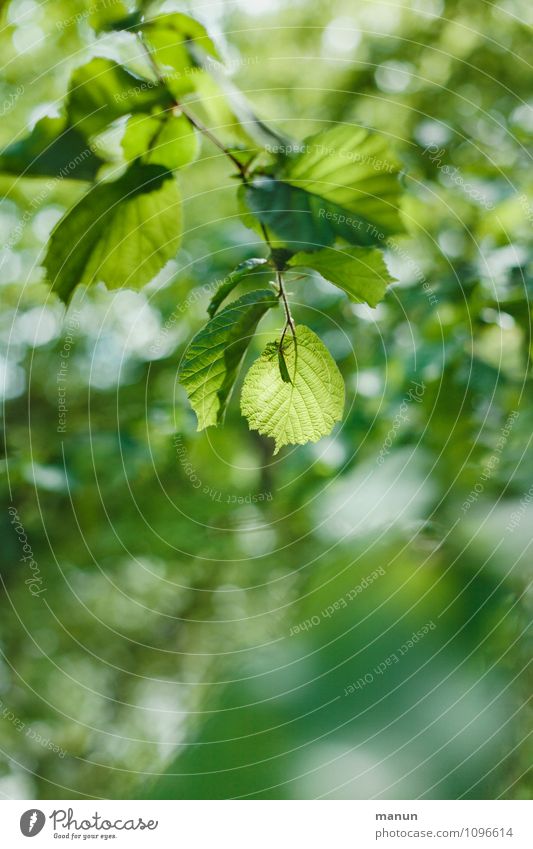 Hauptsache grün Natur Frühling Sommer Baum Blatt Zweig Frühlingsfarbe Wachstum frisch natürlich Frühlingsgefühle Farbfoto Außenaufnahme Strukturen & Formen