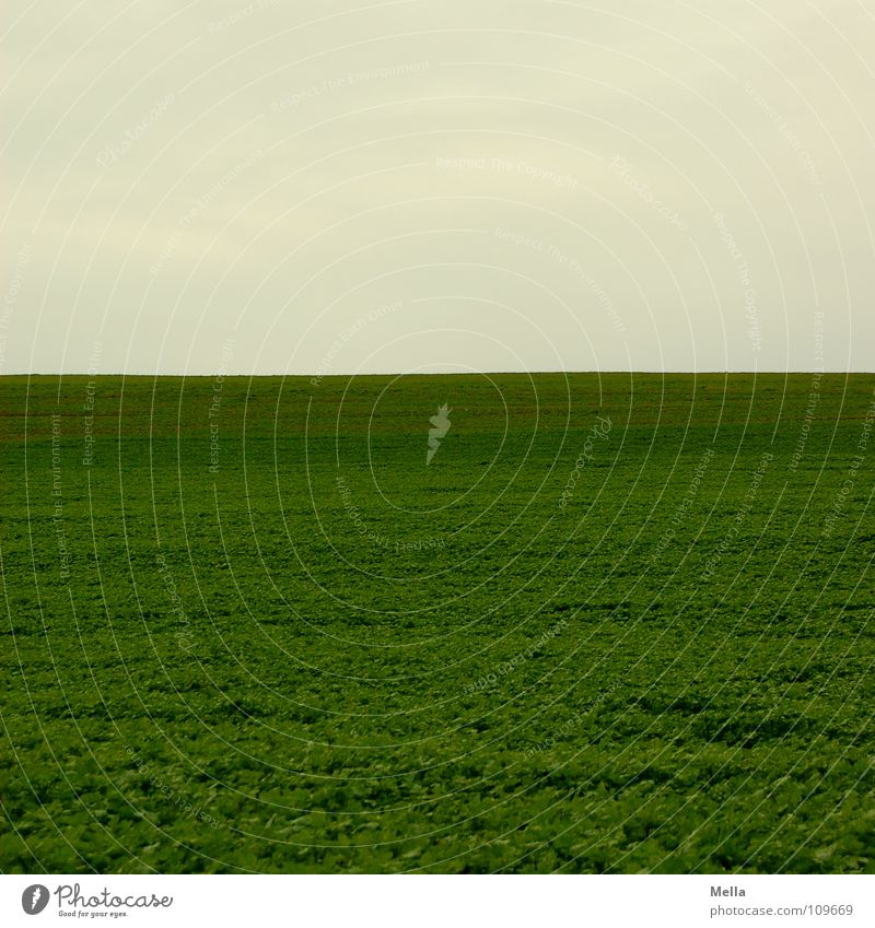 Ein weites Feld grün Wiese grau schlechtes Wetter Wolken Ferne leer Luft Himmel frei Freiheit zwei Drittel ein Drittel