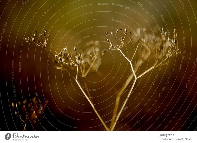 Wiese trocken Blüte Blume Pflanze Stengel Doldenblütler Bedecktsamer weiß braun schwarz Herbst Umwelt Wachstum gedeihen schön Gift Heilpflanzen dunkel Farbe