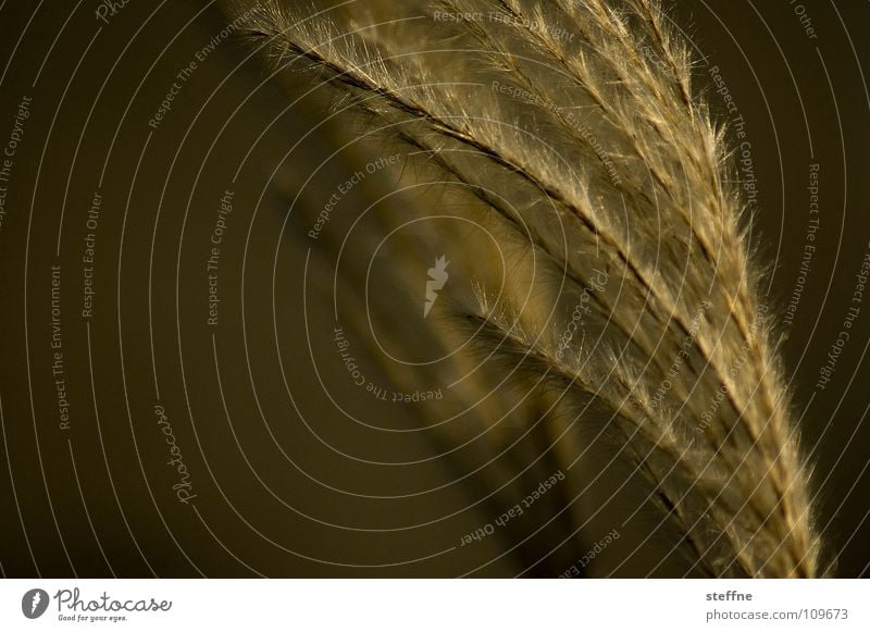 Schilf I Schilfrohr Gras Pflanze Wiese See braun schwarz gelb Herbst schön edel dunkel Makroaufnahme Nahaufnahme Haare & Frisuren Wind sanft Natur gold einfach